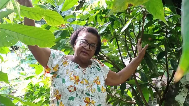 Produtores de Cacau da Bahia Lamentam Queda Repentina de Preços Após Euforia por Recorde Global - Imagem do artigo original
