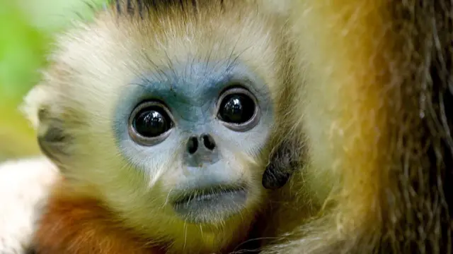 Macaco-dourado-de-nariz-arrebitado: Esforços de décadas revertem quase extinção da espécie na China - Imagem do artigo original