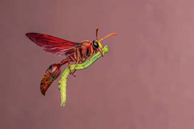 Exposição de “Wildlife Photographer of the Year” Destaca Diversidade da Vida Selvagem Global - Imagem do artigo original