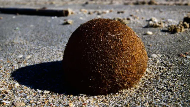 Bolas de Netuno Coletam Microplástico e o Devolvem às Praias - Imagem do artigo original