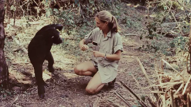 Jane Goodall Morre: O Legado de Uma Vida Dedicada a Chimpanzés - Imagem do artigo original