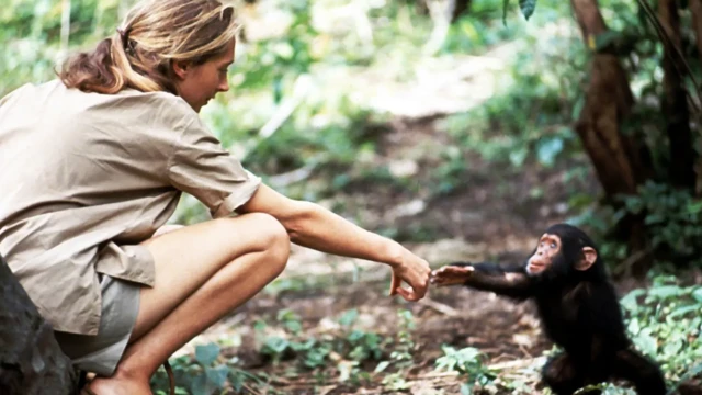 A Foto de Jane Goodall: Impacto que Mudou a Ciência Animal - Imagem do artigo original