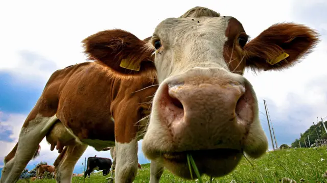Preço Mundial da Carne Atinge Recorde Histórico em Setembro - Imagem do artigo original
