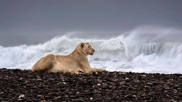 Leões do Deserto na Praia: Adaptação Espetacular na Namíbia - Imagem do artigo original